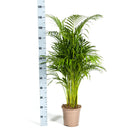 Dypsis Areca Lutescens met mand Everspring