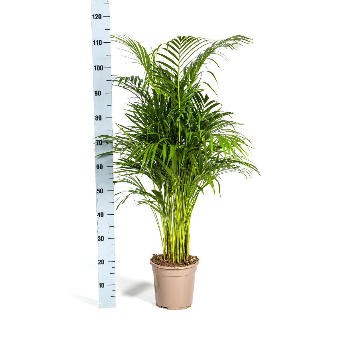 Dypsis Areca Lutescens met mand Everspring