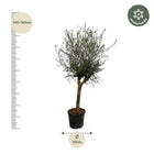 Olea Lorc