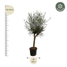Olea Lorc