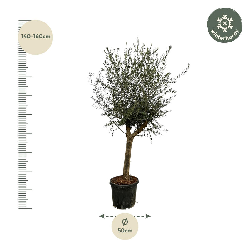 Olea Lorc