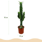 Euphorbia eritrea (Afrikaanse Melkboom) – 2 Stuks
