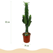Euphorbia eritrea (Afrikaanse Melkboom) – 2 Stuks