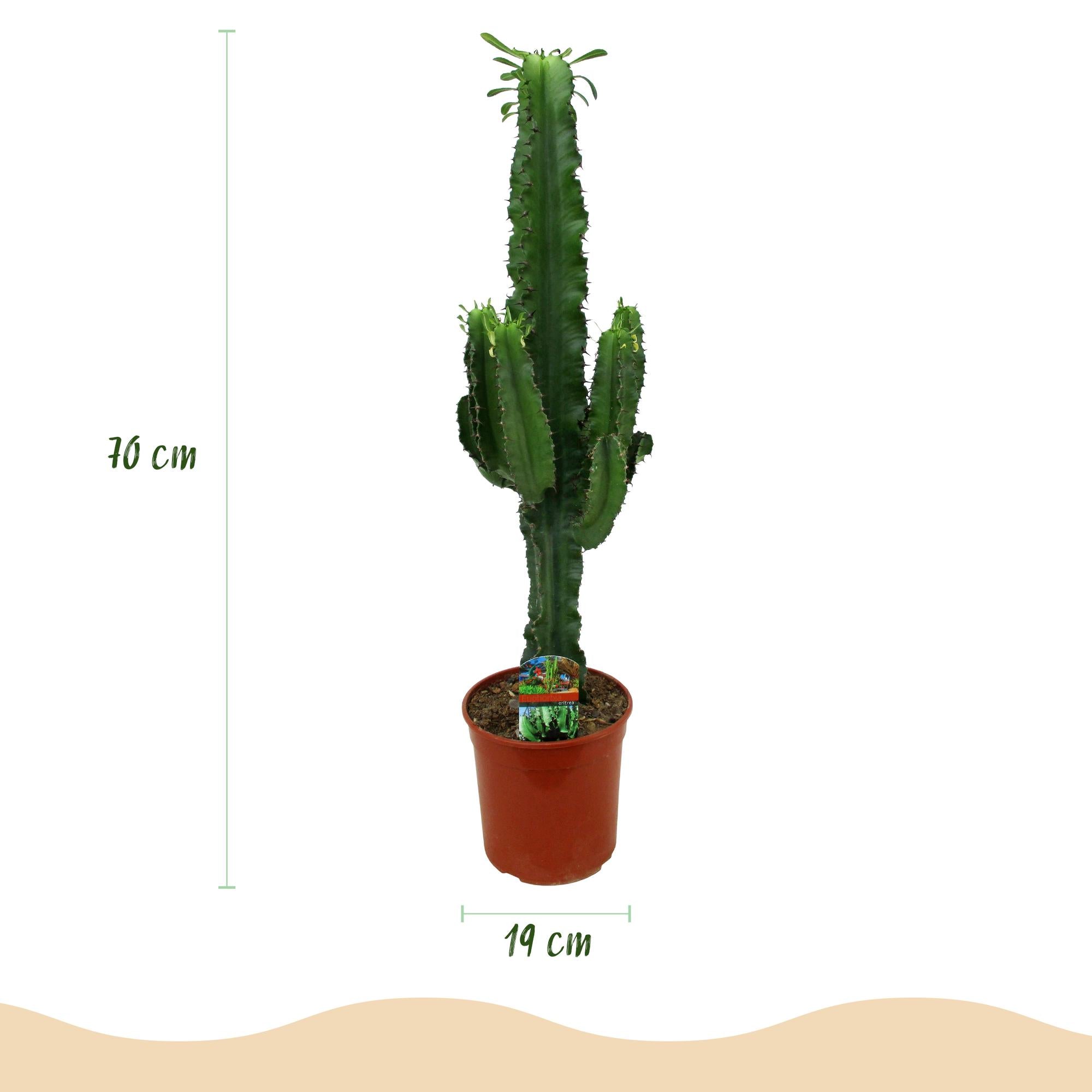 Euphorbia eritrea (Afrikaanse Melkboom) – 2 Stuks
