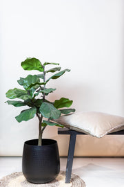 Ficus Lyrata Kunstplant (Tabaksplant)