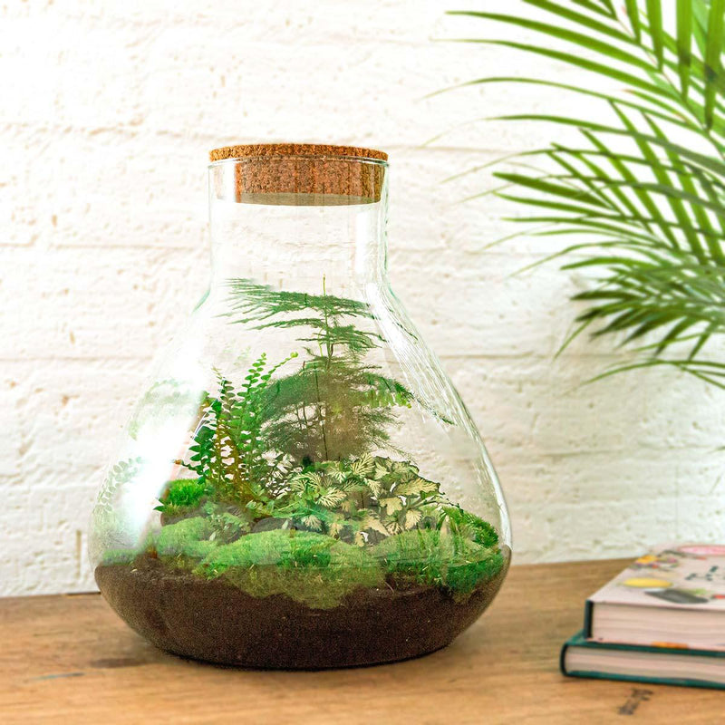 Sam XL Terrarium