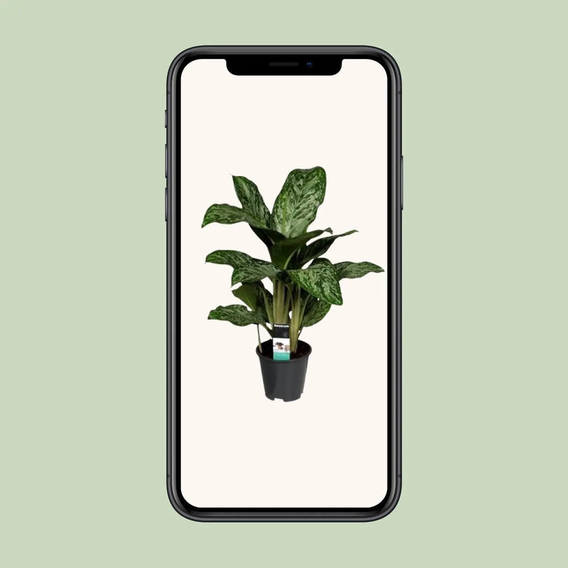 Aglaonema Greenlight (Decorum) Everspring