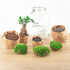 Ficus Ginseng bonsai Terrarium Jar