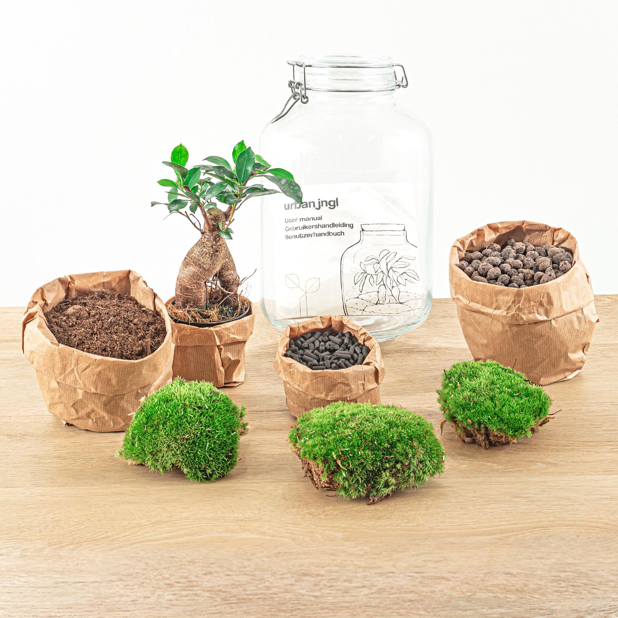 Ficus Ginseng bonsai Terrarium Jar