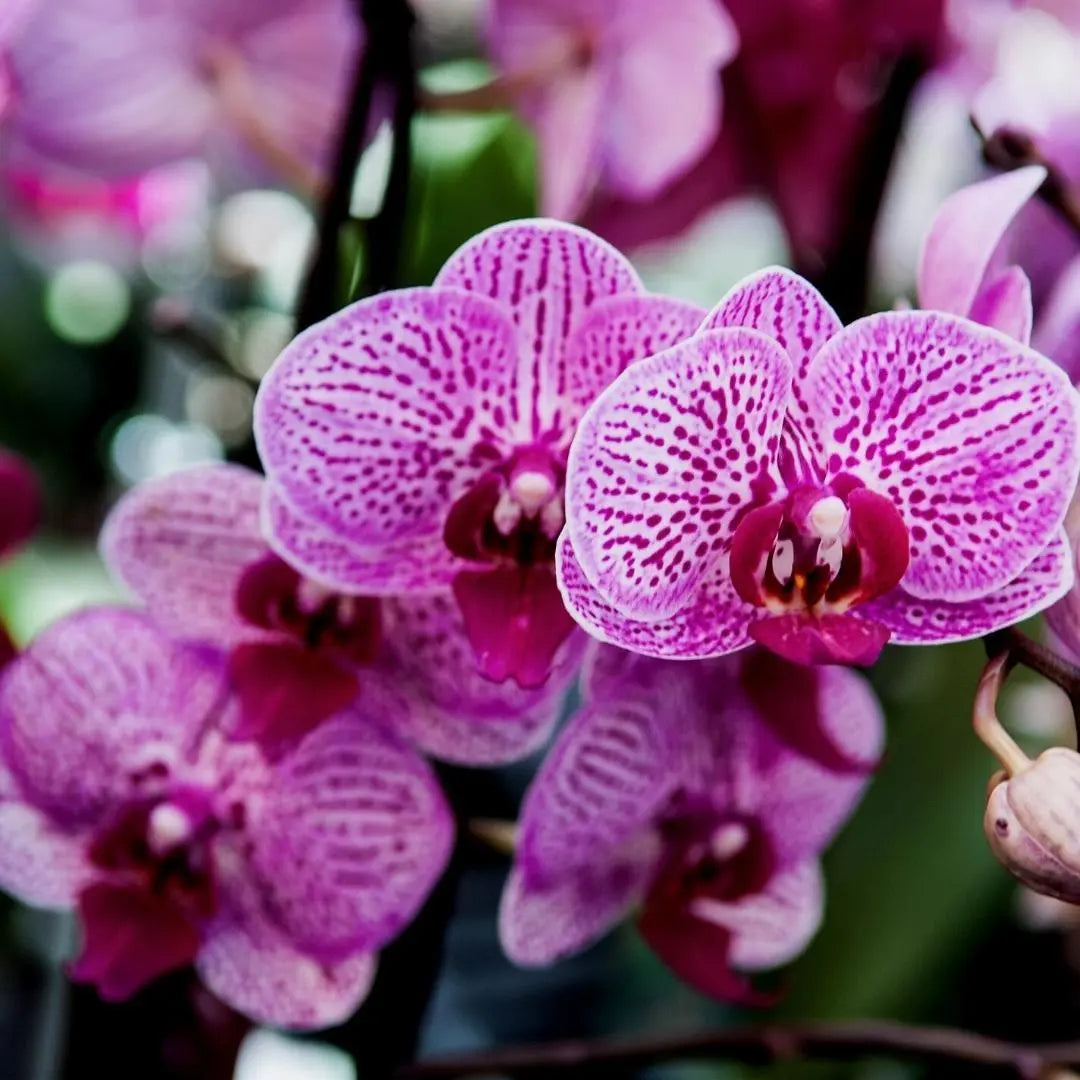 Culvita – Orchideeëngrond Everspring