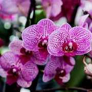 Culvita – Orchideeëngrond Everspring