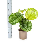 Calathea Orbifolia Everspring