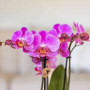 Kolibri Orchids Frederikstad – Paars roze Phalaenopsis