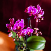 Kolibri Orchids Paarse Phalaenopsis Morelia