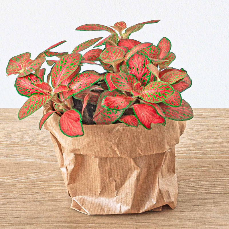 Planten terrarium pakket - Ficus Ginseng bonsai