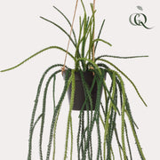 Rhipsalis Kunstplant (Koraalcactus)