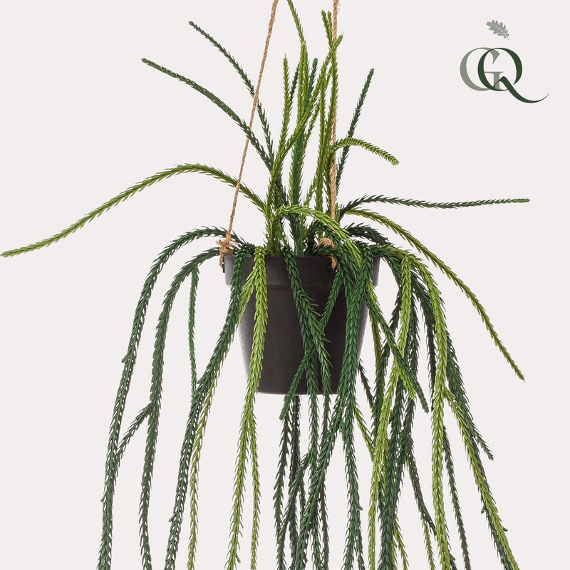 Rhipsalis Kunstplant (Koraalcactus)