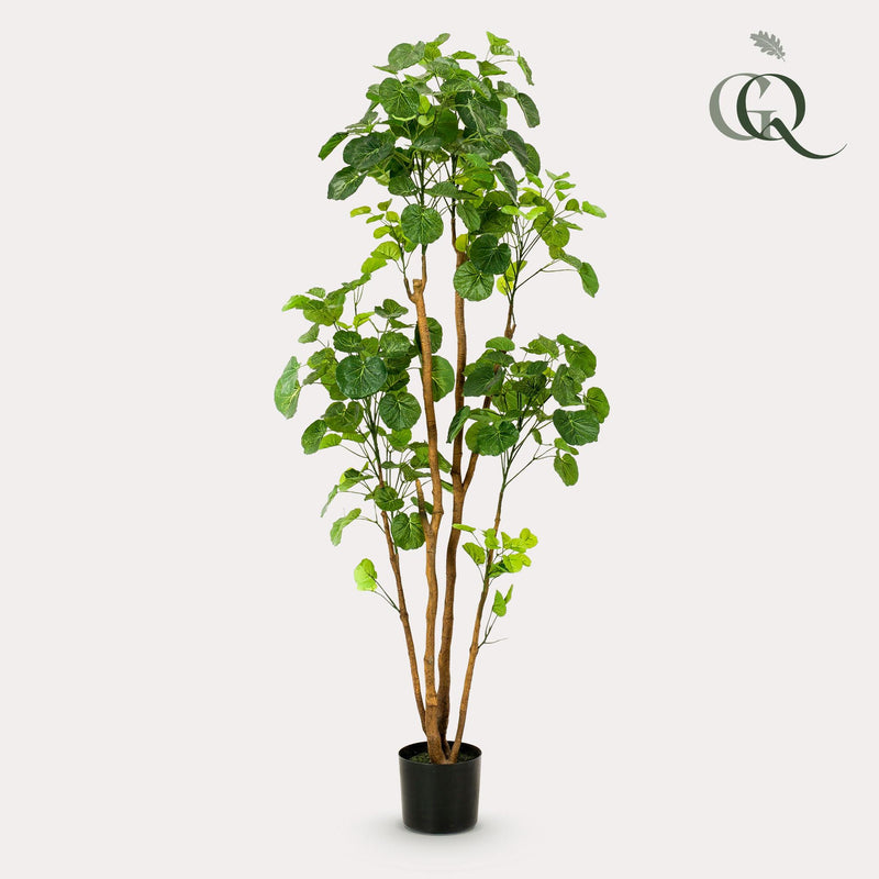 Polyscias Kunstplant (Aralia)