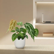 Anthurium Chrystallium Everspring