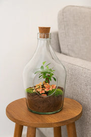 Open terrarium John – Bonsai & Ruby Lime Everspring