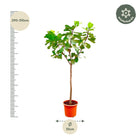 Ficus Lyrata boom