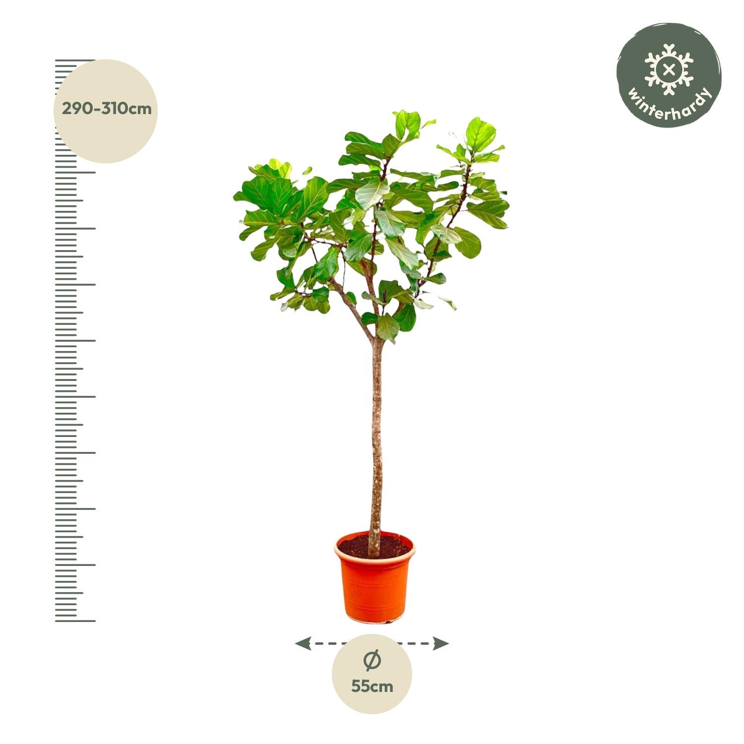 Ficus Lyrata boom
