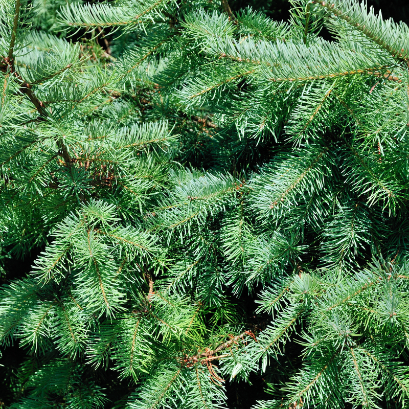 Kleine Kerstboom – Picea Glauca Conica – 70 cm