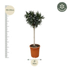 Nerium Oleander op stam met witte bloem