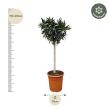 Nerium Oleander op stam met witte bloem