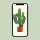 Opuntia Rubescens Consolea Everspring