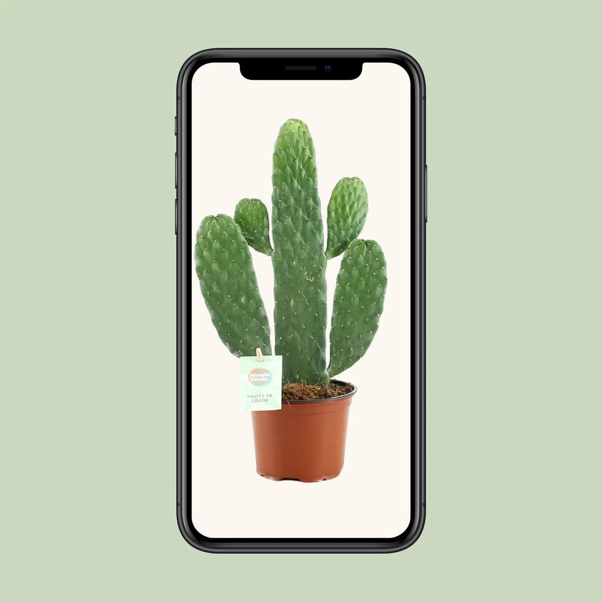Opuntia Rubescens Consolea Everspring