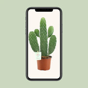 Opuntia Rubescens Consolea Everspring