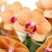 Kolibri Orchids Oranje Phalaenopsis Jamaica