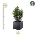 Nerium Oleander struik met rode bloem