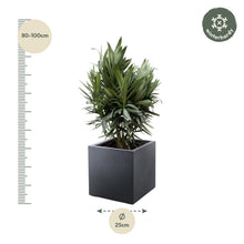 Nerium Oleander struik met rode bloem