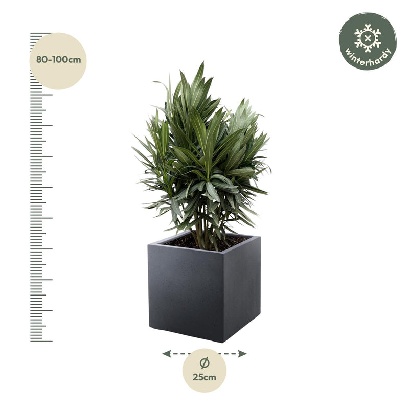 Nerium Oleander struik met rode bloem