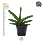 Sansevieria Skyline