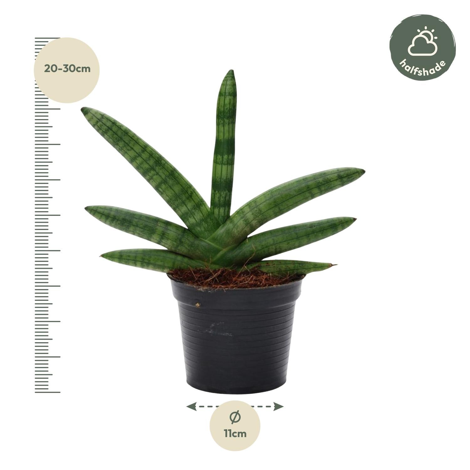 Sansevieria Skyline