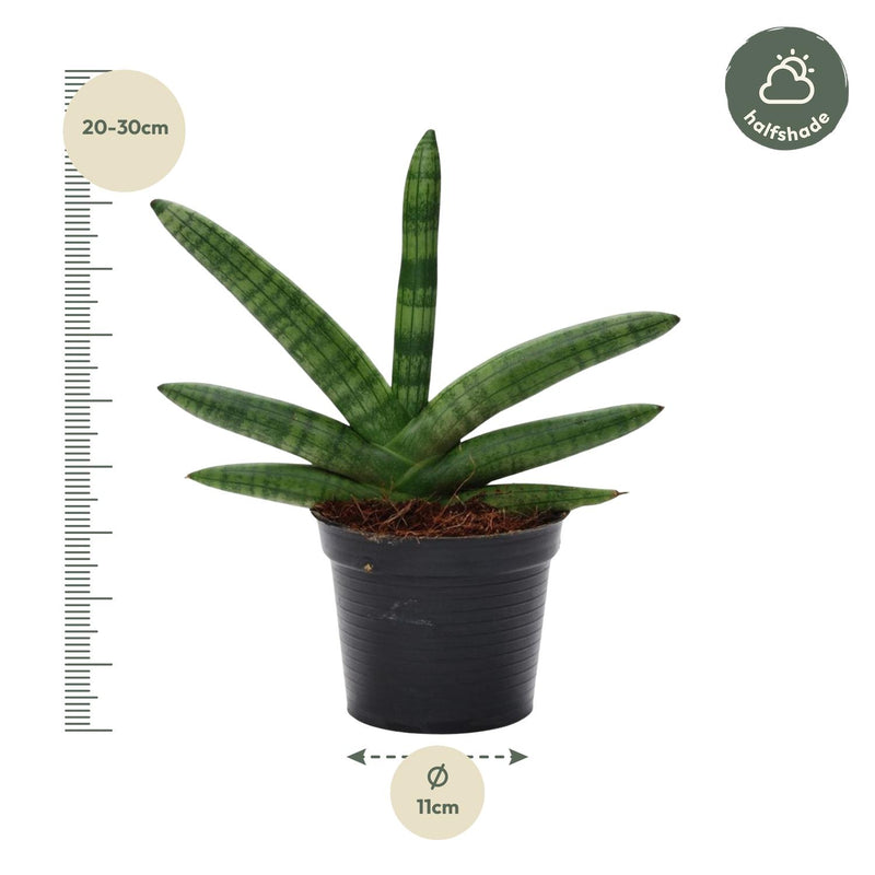 Sansevieria Skyline