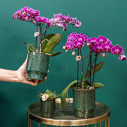 Kolibri Orchids Paarse Phalaenopsis Morelia