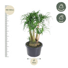 Beaucarnea vertakt
