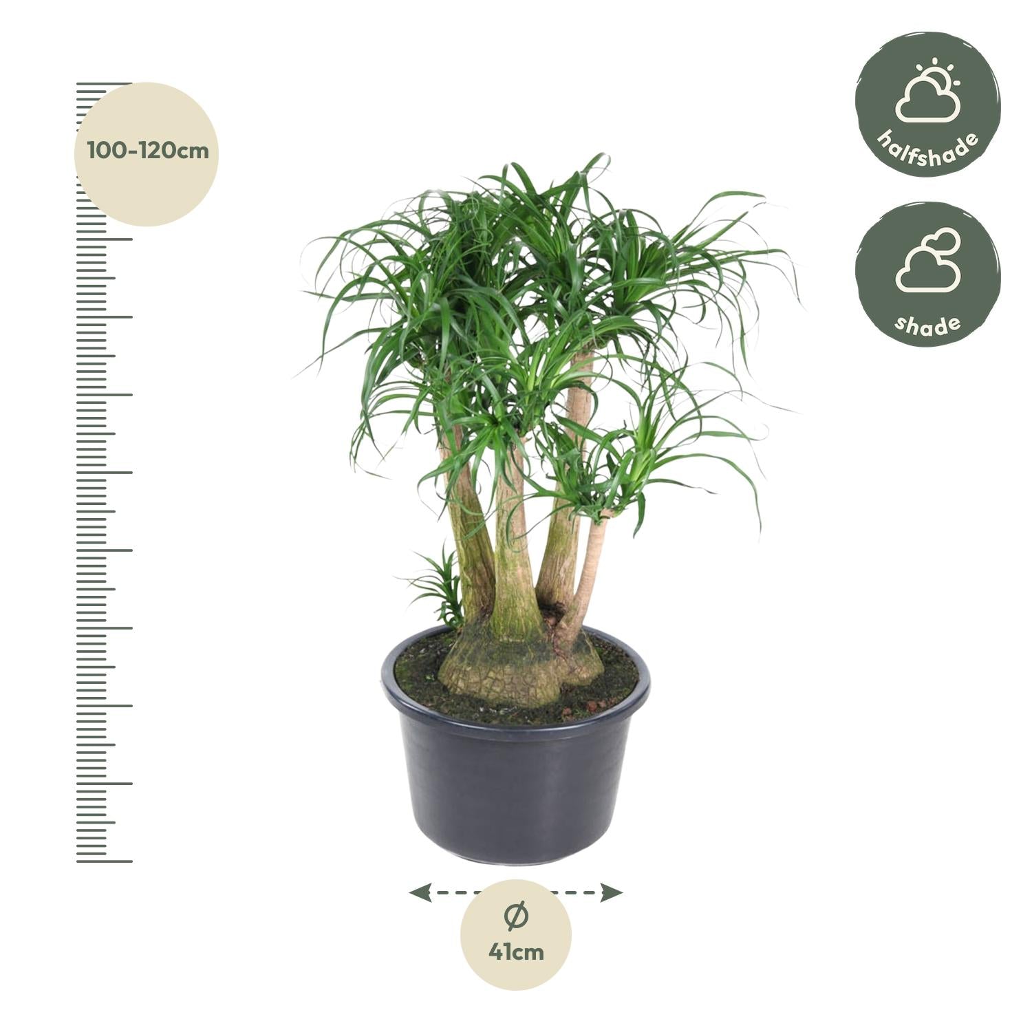 Beaucarnea vertakt