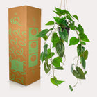 Philodendron Scandens (kunstplant)