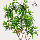 Dracaena Kunstplant (Drakenboom) Everspring
