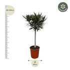 Nerium Oleander op stam met witte bloem