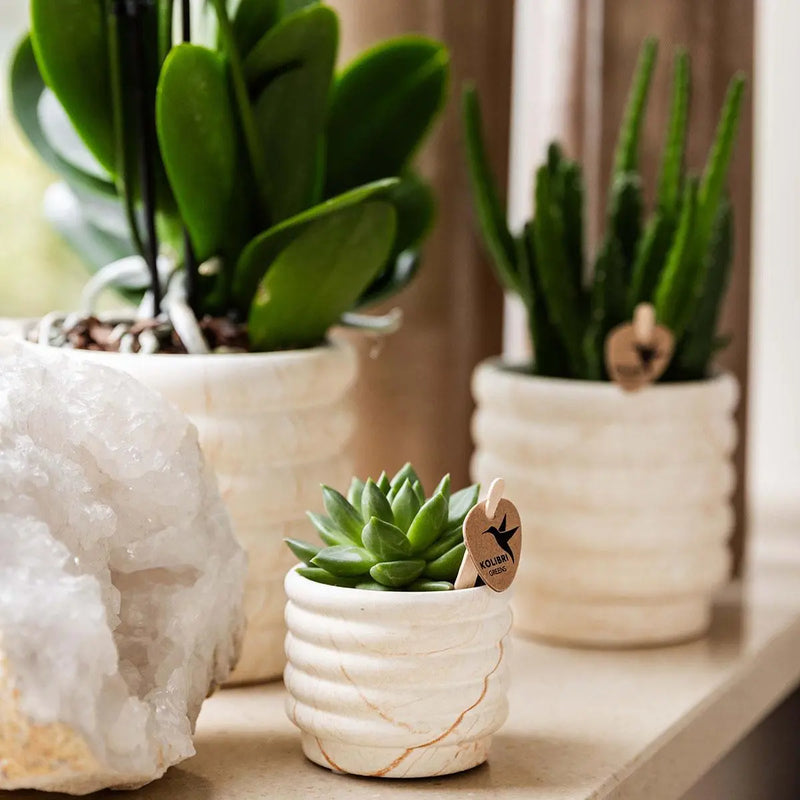 Plantenset Slow Living Small – Witte Phalaenopsis Lausanne & Succulent Everspring