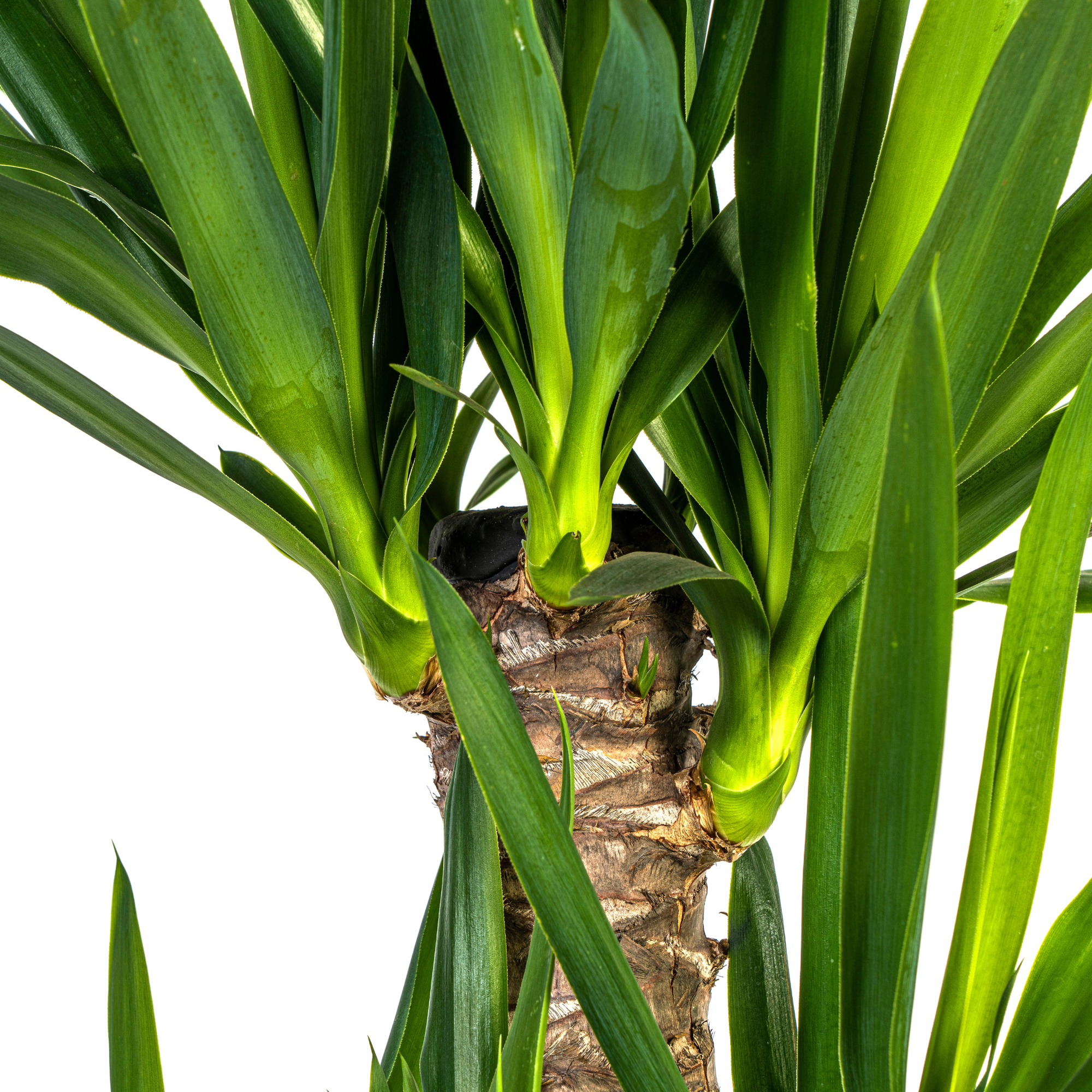 Yucca Elephantipes met mand