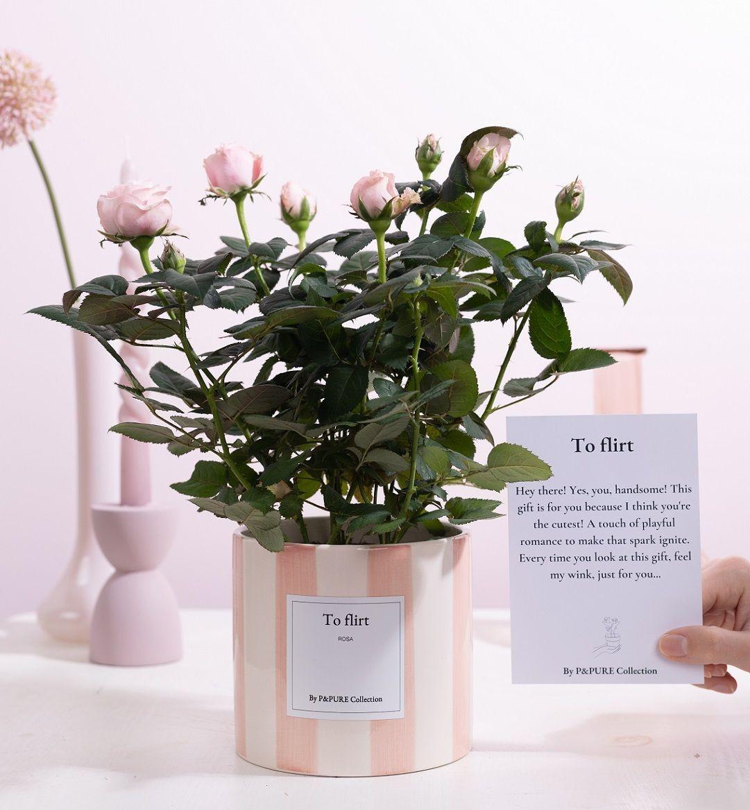 Rosa Light Pink Gift “To Flirt”