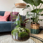 Botanical Sven XL - Terrarium
