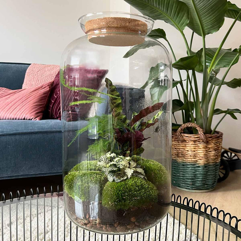 Botanical Sven XL - Terrarium